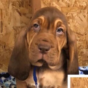 Meet your Posher, Adam